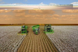 Cotton Harvest in Texas