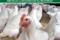 Chickens add another source of income to the Borg family farm.