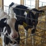 Dairy Calf