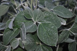 Soybeans