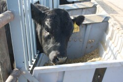 Feed efficiency improvements through genetic selection could significantly reduce production costs and benefit sustainability of beef production.