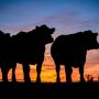Beef alliance