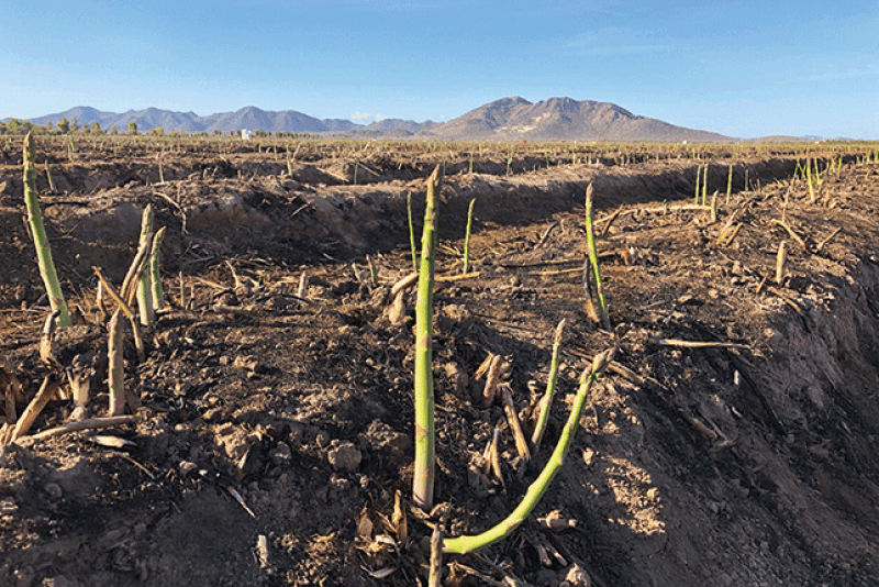Five Crowns Marketing Inc. now is receiving asparagus from the Viveros Family Farm in Caborca, Mexico, says Daren
Van Dyke, director of marketing. “The quality looks fantastic,” he says.