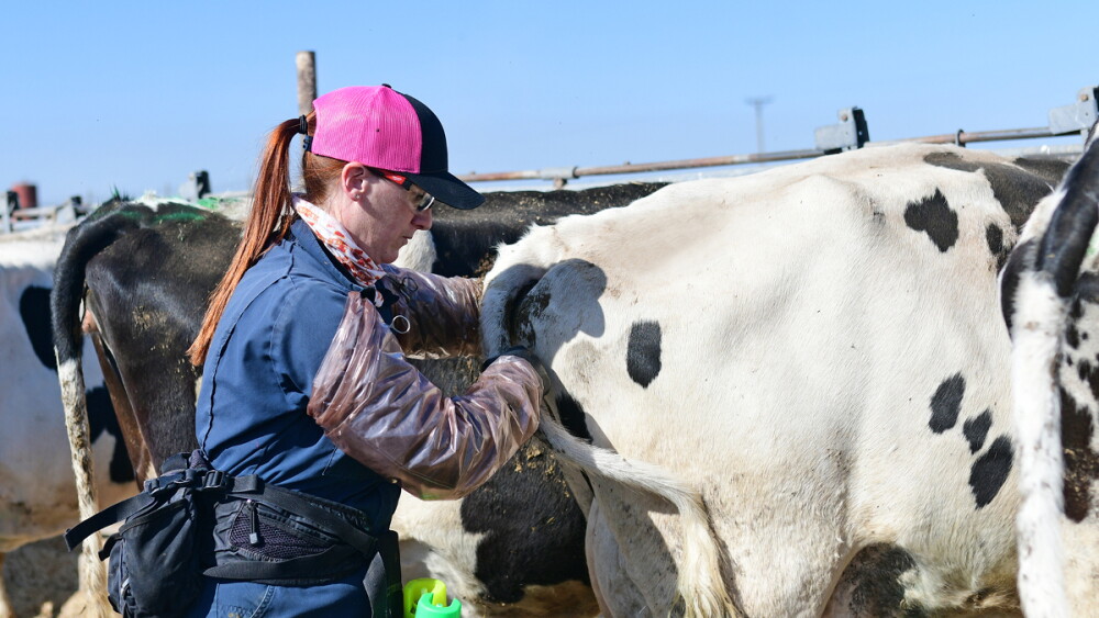 Barb Peterson Sunrise Veterinary Services by Dylan Voyles - preg checking dairy cows