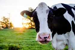 DT_Missouri_Dairy_Grazing
