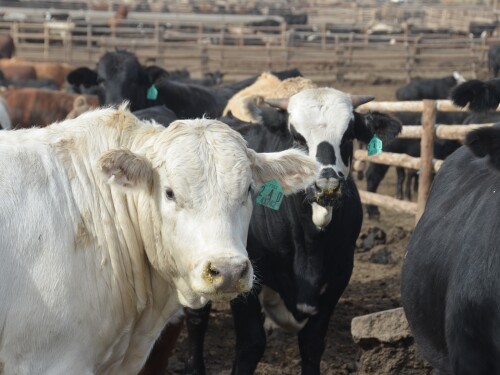 Cattle prices declined along with all markets this week.