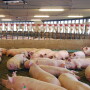 Sow housing