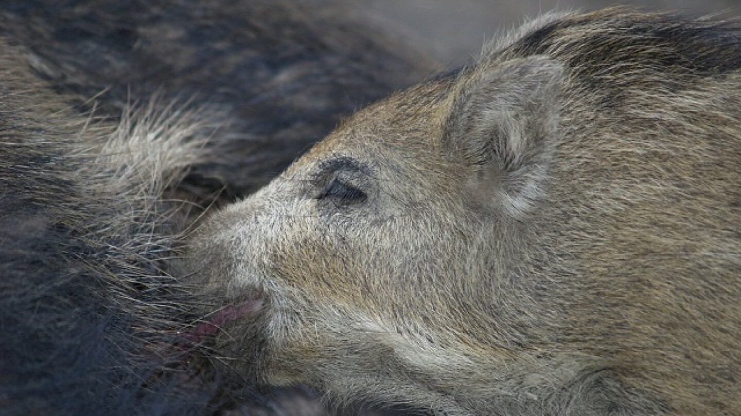 Montana Department of Livestock Investigates Potential Feral Swine Threat
