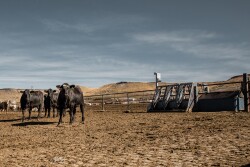 Beef Marketing Program monitors individual animal performance.