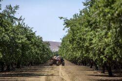 California_Almond_Bloomberg