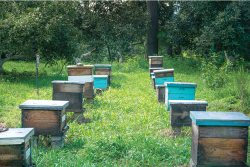 Oke Hives