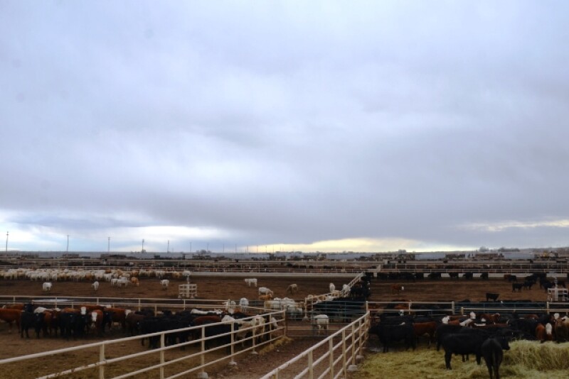 BT_Feedlot_Receiving_Pens