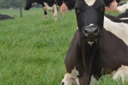 DT_Grazing_Dairy_Cattle