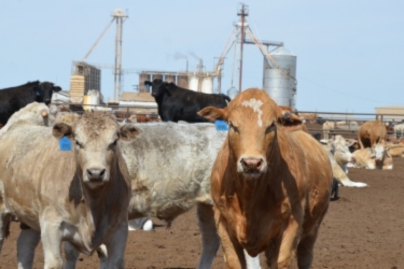 BT_Feedlot_5