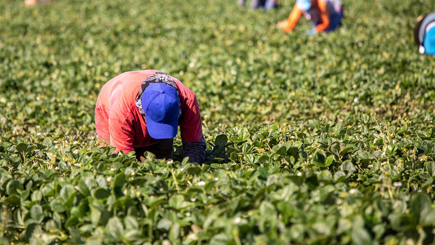 Packer Labour New Digital Platform Launched to Strengthen Labor Standards for Farm ...