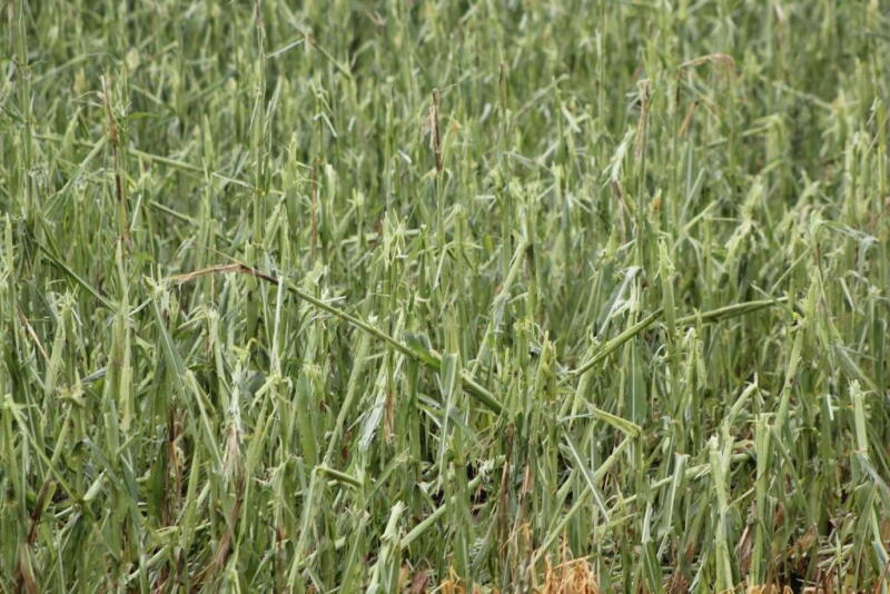 Making hailed corn into corn silage can be a good option. 
