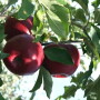 Apples in a tree