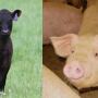 beef pork
