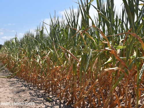 drought corn dry weather heat wave - By Lindsey Pound