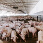 Farmers are quickly adapting to COVID-19 challenges so their products can safely and efficiently travel from farm to the hands of consumers. 