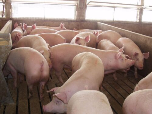 Market Hogs in Finisher