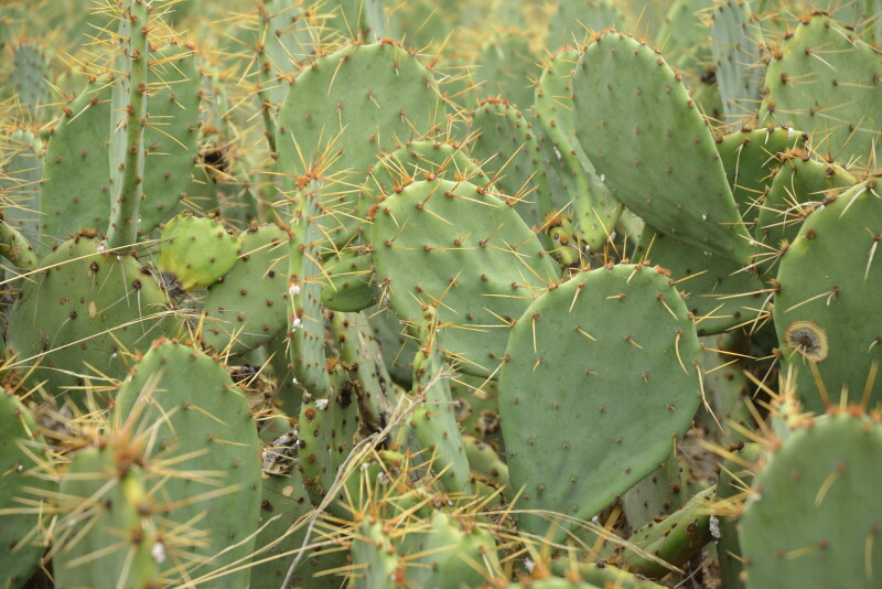 Beef producers don’t look kindly on cattle rustlers. So, it’s no surprise they don’t like uncontrolled pricklypear cactus growth robbing them blind of prime grazing lands.