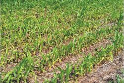 Pale color in new growth at the top of a corn plant, which might appear as yellow striping, is a symptom of sulfur deficiency.