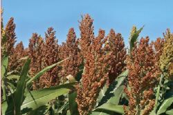 U.S. farmers are poised to expand plantings of sorghum by nearly 20% this year, a far larger percentage than soy or corn acres.