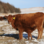 Cow UNL.png