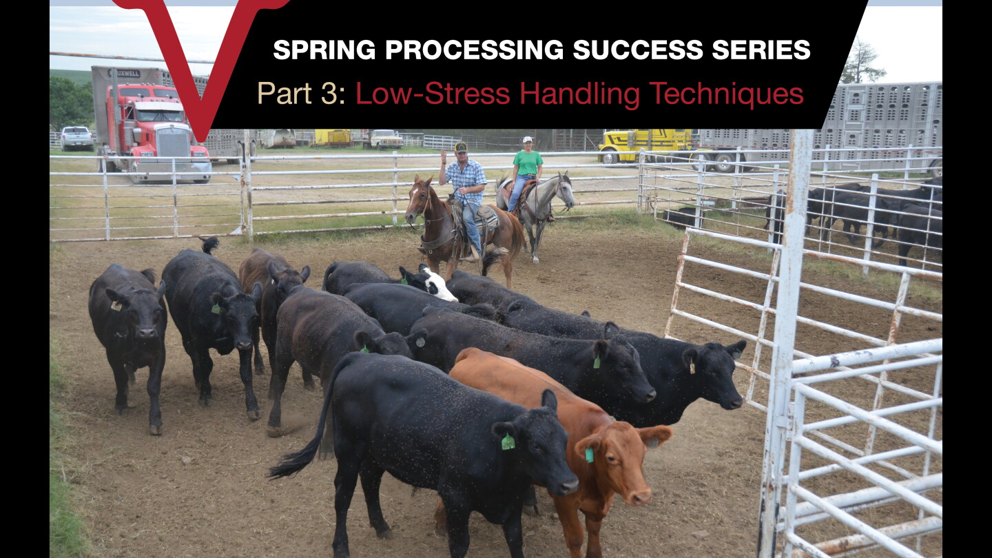 Cattle Spring Development Streamline Spring Cattle Processing with These 3 Stress-Reducing Steps ...