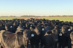 Santa Rosa Ranch is the largest registered Brangus/Ultrablack operation in the U.S.