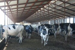 The ideal stocking rate would minimize fixed costs per head without negatively affecting milk production, reproduction and overall cow welfare.