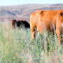 Colorado Cow on Pasture