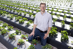 Vance Whitaker, a UF/IFAS associate professor of horticultural sciences, used an algorithm that gives him the ability to predict how a strawberry will taste.