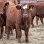 Weaning calves