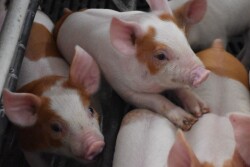 ​​Piglets at Islercrest Farms