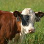 Calf with pinkeye