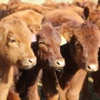 Red Angus calves 3