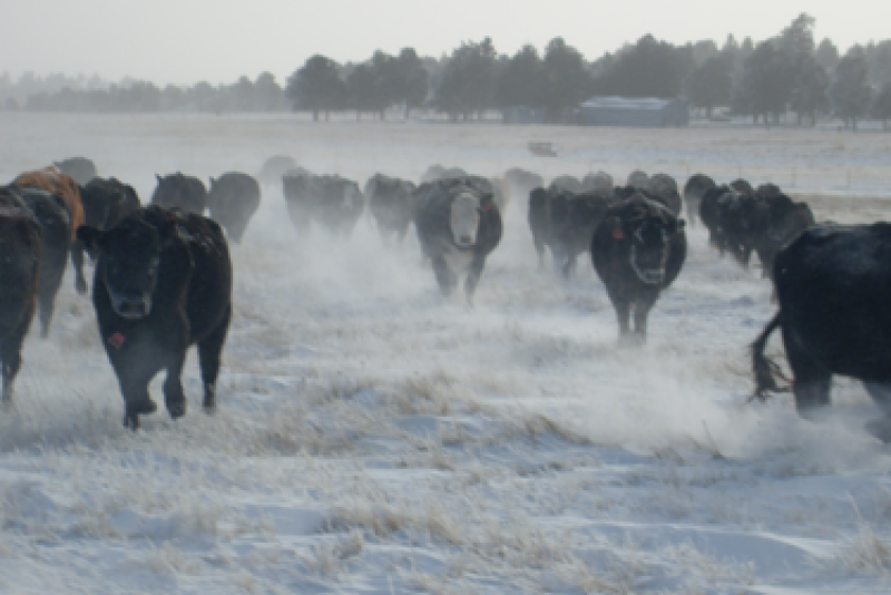 South_Dakota_Snow_Cattle
