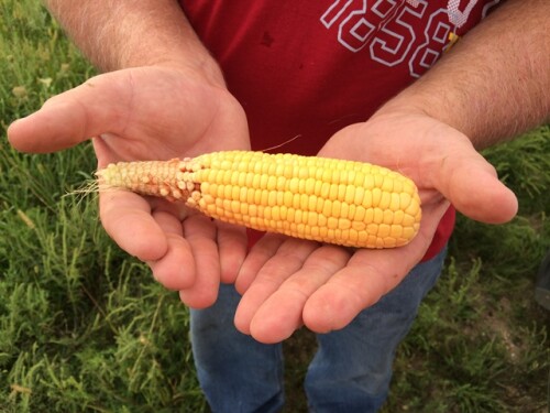 corn crop tour 2016