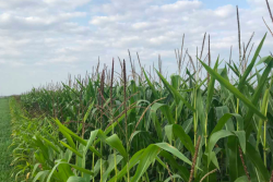In 2018, the median net income for Minnesota farmers was $26,055. That’s down 8% from last year and the lowest in the past 23 years.