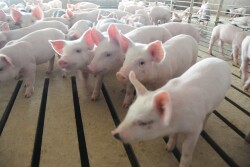 Instead of using dietary antibiotics to help the piglets cope and avoid illness at weaning, USDA-Agricultural Research Service (ARS) scientists are investigating a naturally occurring amino acid known as L-glutamine