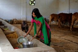 India_Cow_Urine