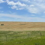 Wheat hay