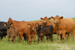 Gelbvieh_Cows_Calves