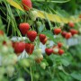 Bayer strawberries
