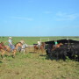 BT_Cattle_Horseback_Cowboys