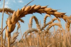 wheat