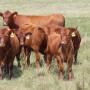Red Angus calves