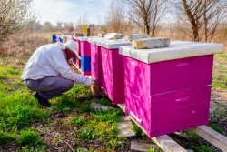beehive, orchard, pollination, bee